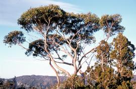 Eucalypt and pines near Twisted Tarn