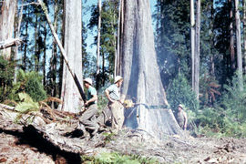 Timber workers tree felling in Florentine Valley