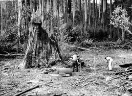 Black and white photograph of big tree stump
