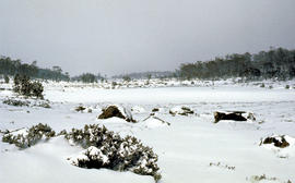 Lake Loane under snow cover 1978