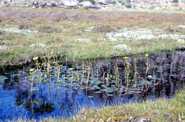 Water lilies at Lake Meston 1977