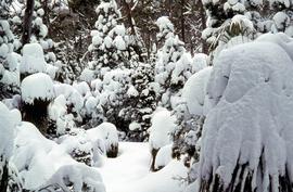 Snow and ice on grove of Pandanus trees
