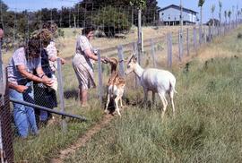 Visitors feeding fallow deer at Thorpe Farm, Bothwell