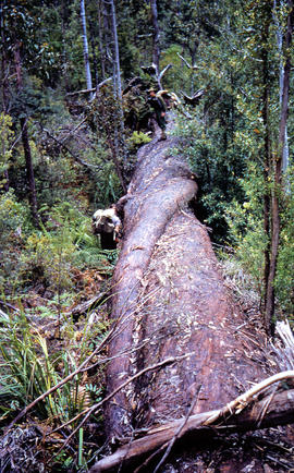 Bushwalkers clamber on fallen tree