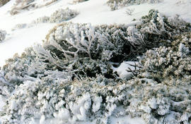 Snow on alpine vegetation