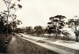 Road to Government House, on Gun Carriage Drive