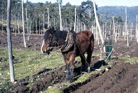 Man and horse ploughing at Westerway