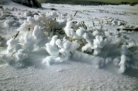 Ice and snow formation on mountain plants
