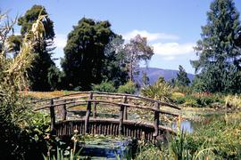 Timber bridge over pond at botanical gardens