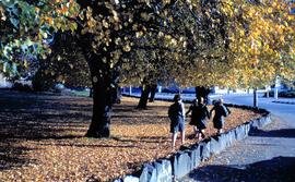 Schoolgirls walking in autumn leaves
