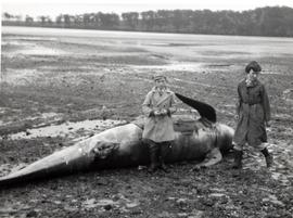 Children in overcoats stand next to dead whale