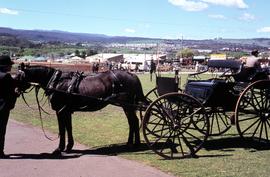 Horse and carriage at Launceston Show 1972