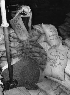 Bags of cocoa beans
