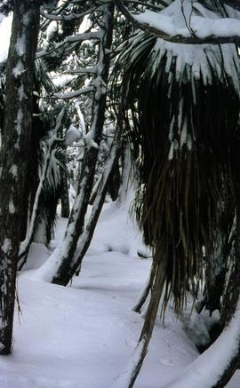 Snow and ice beneath rainforest trees