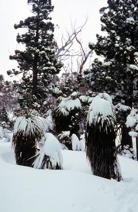 Snow and ice on Pandanus and native pine trees