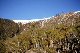 Ice-covered shrubs on Mount Mawson