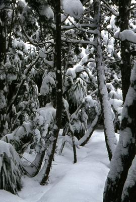 Snow and ice beneath grove of Pandanus trees