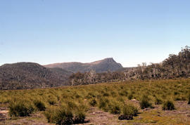 Mount Rogoona