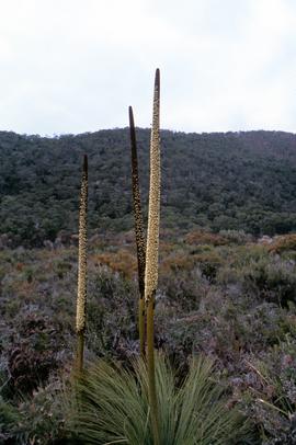 Spikes of flowering xanthorrhea australis