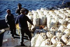 Bags of scallops on deck of fishing boat