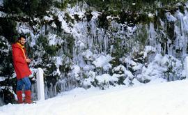 Icicles near the Springs 1986