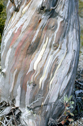 Bark of snow gum near Cathedral Mountain