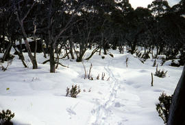 Track to Lakes Belton and Bercher under snow