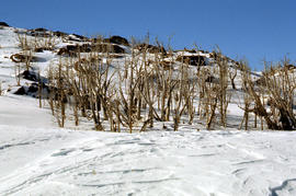 Dead alpine trees in snow at Wailing Wall