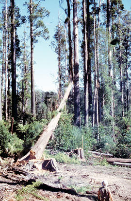 Tree falls in Florentine Valley