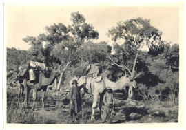 Photograph of Quart-Pot  and Mangy, and aboriginal guide Jim