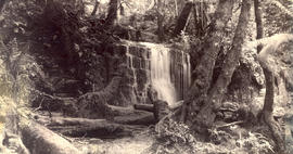 Silver Falls, Fern Tree Bower