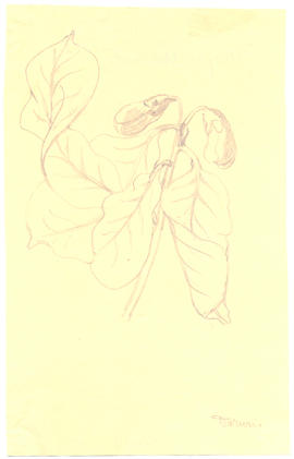 Careya australis