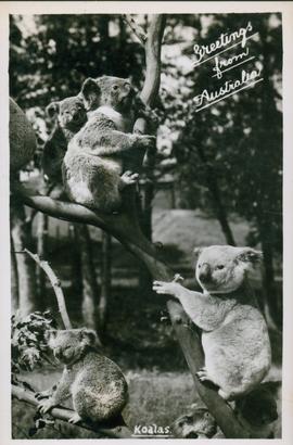 Postcard of Koalas