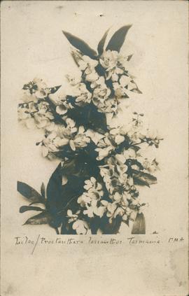 Postcard of Lilac