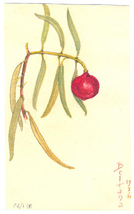 Fusanus acuminatum