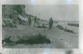 Dead horses on the beach