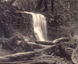 Fern Tree Bower and Silver Falls,