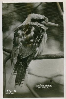 Postcard of of a Kookaburra