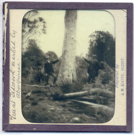Tree marked by aborigines, Tedworth