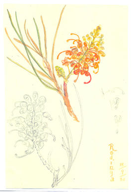 Grevillea chrysodendron