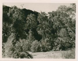 View of valley with palms