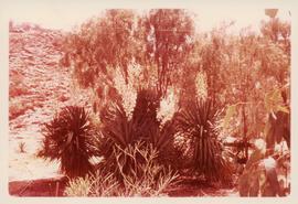 Photograph  of Yuccas at Miss Pink’s garden