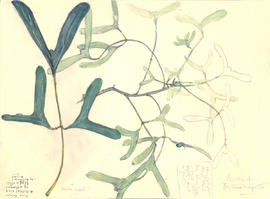 Erythrina vespertilio - leaves