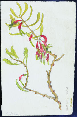 Loranthus exocarpi