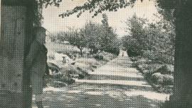 Photograph of an avenue of trees at the Ackworth School