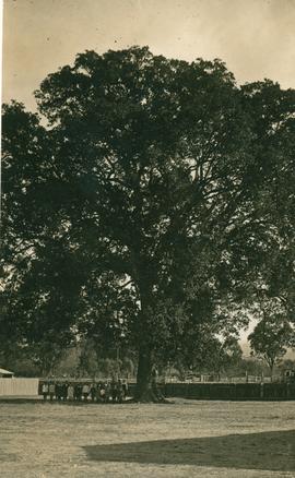 Postcard of photograph of large tree, Cobbity, NSW